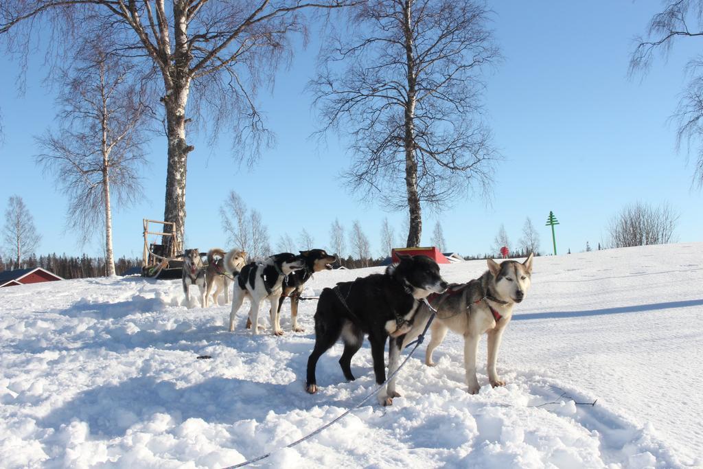 Nordic Lapland Frevisoeren 호텔 Båtskärsnäs 외부 사진